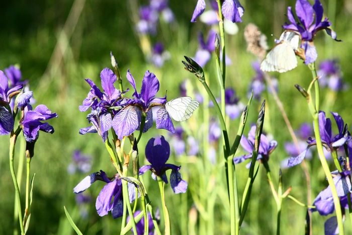 iris e farfalle